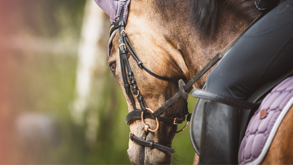 horse and rider